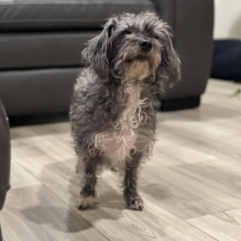 Ms. Beautiful Tilly thumbnail 2