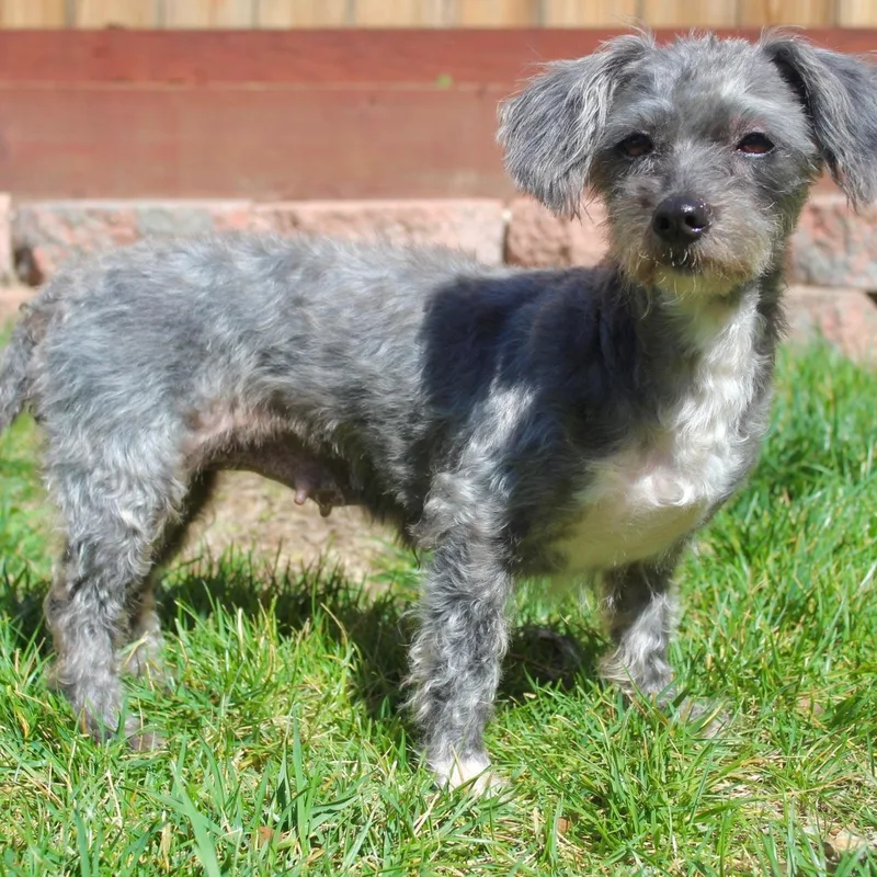 Ms. Beautiful Tilly thumbnail 4