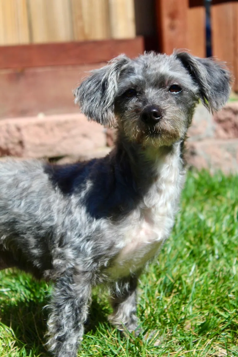 Ms. Beautiful Tilly thumbnail 5