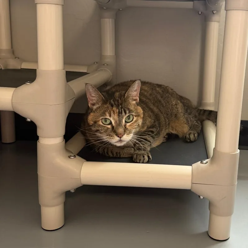 Princess Leia "sassy" thumbnail 2