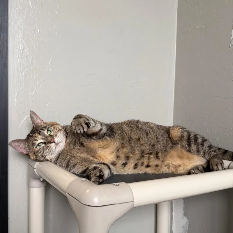 Princess Leia "sassy" thumbnail 3