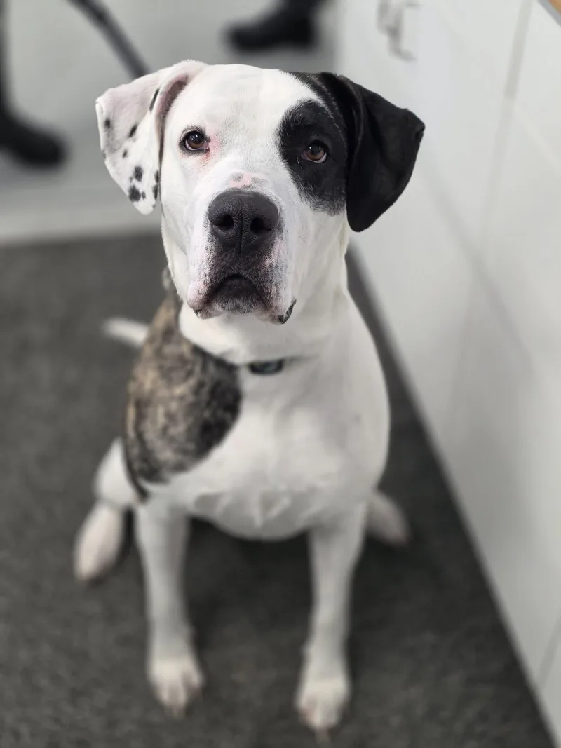 An adult large-sized female Brindle Great Dane dog named Lily for adoption in Shelby, MI