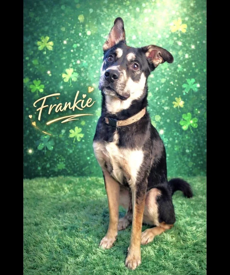 Frankie thumbnail 3