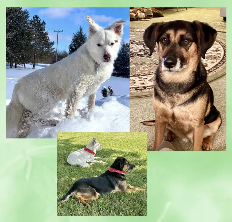 Lexie & Cooper Cross thumbnail 2