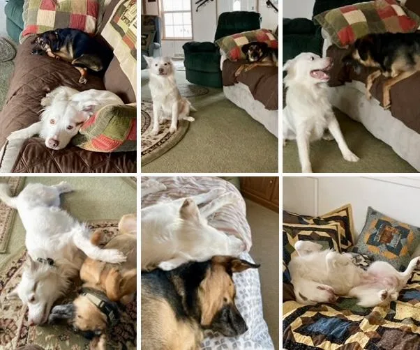 Lexie & Cooper Cross thumbnail 3