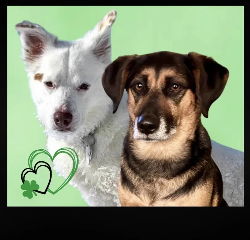 Lexie & Cooper Cross