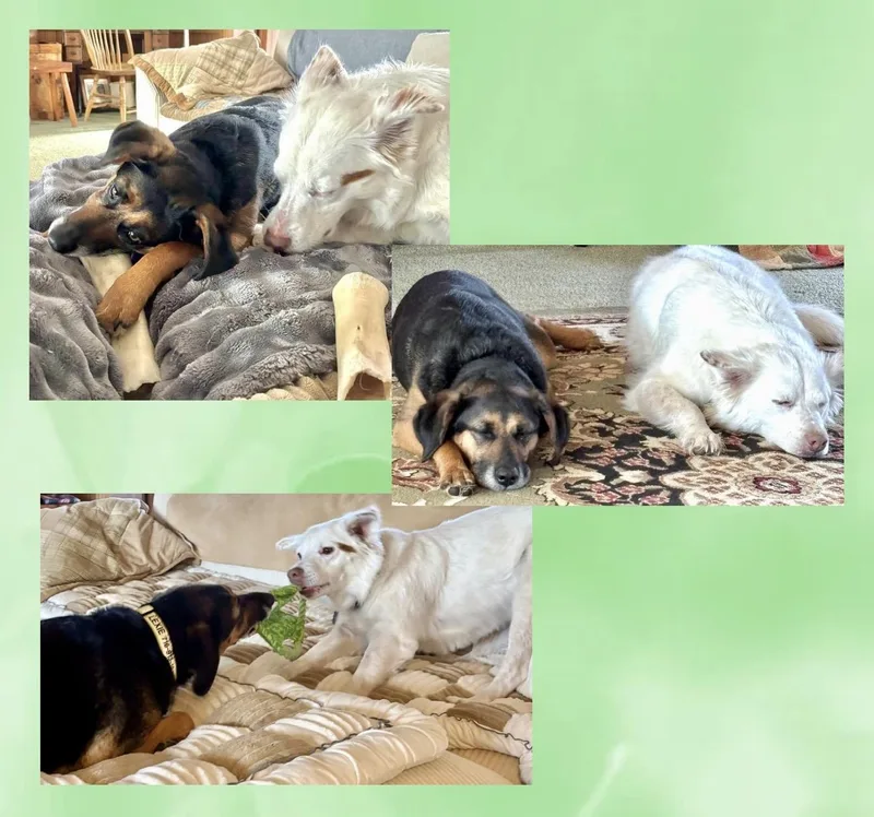 Lexie & Cooper Cross thumbnail 4