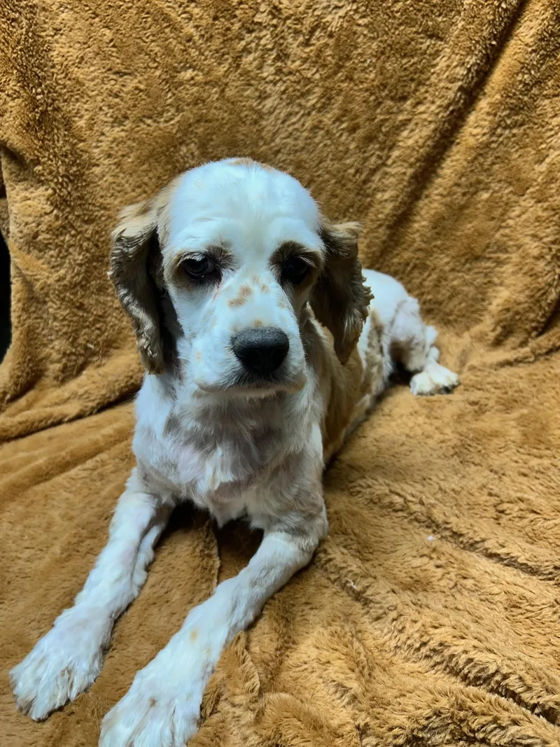 Cinderellais Looking For An thumbnail 2