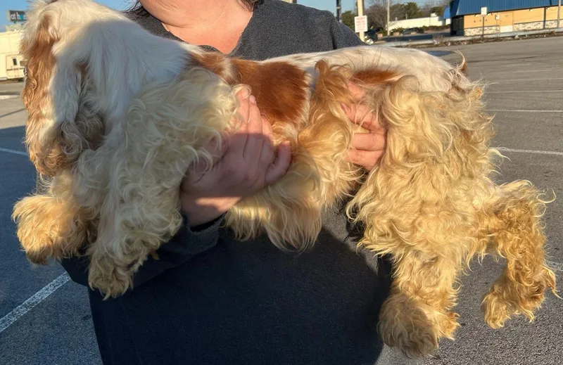 Cinderellais Looking For An thumbnail 4