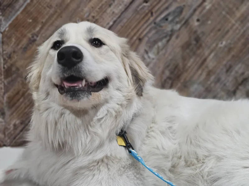 Snowball So Il thumbnail 3