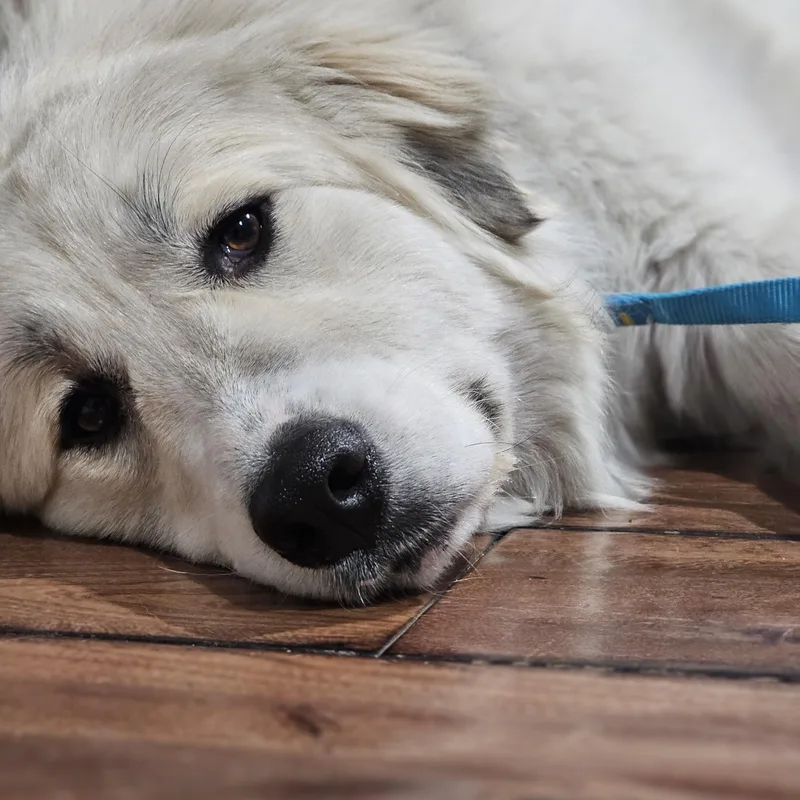 Snowball So Il thumbnail 4