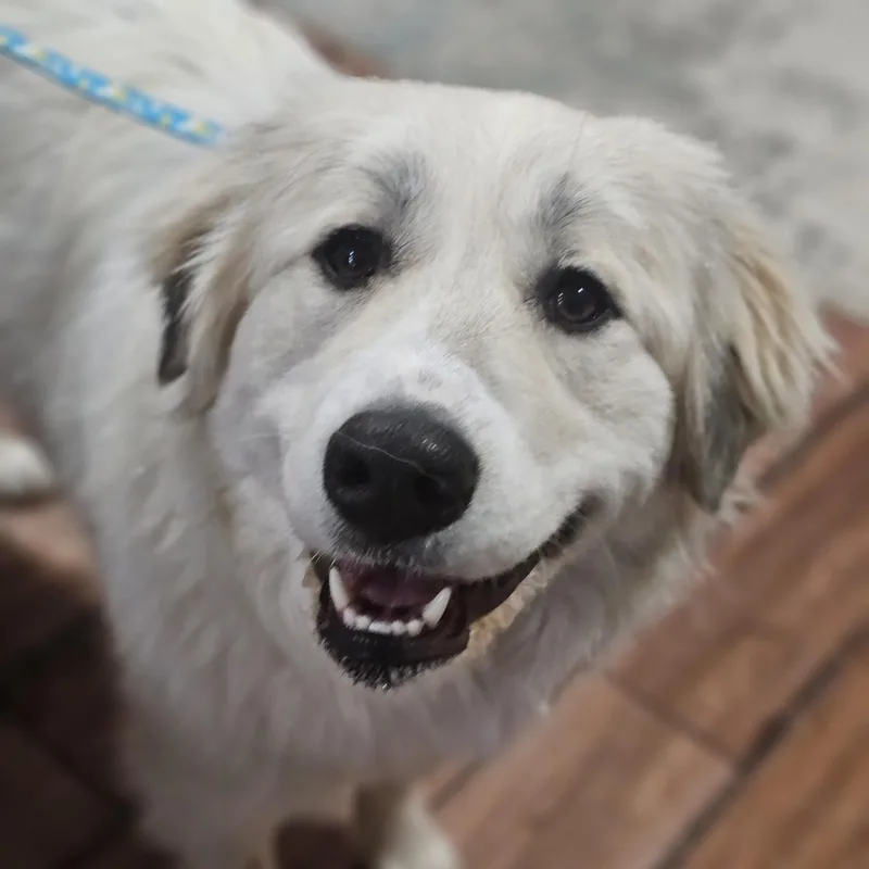 Snowball Springfield thumbnail 4