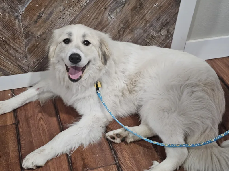 Snowball Springfield thumbnail 5