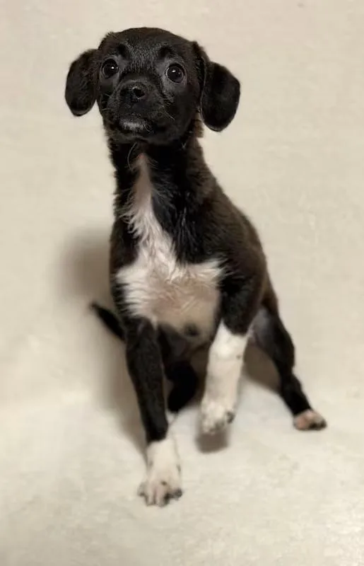 Veronica thumbnail 2