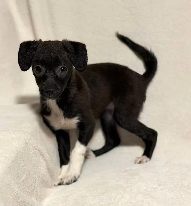 Veronica thumbnail 3