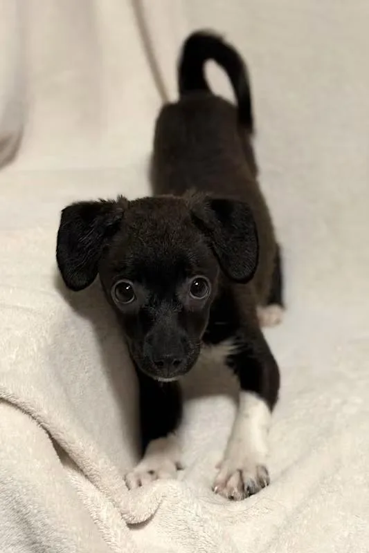 Veronica thumbnail 4