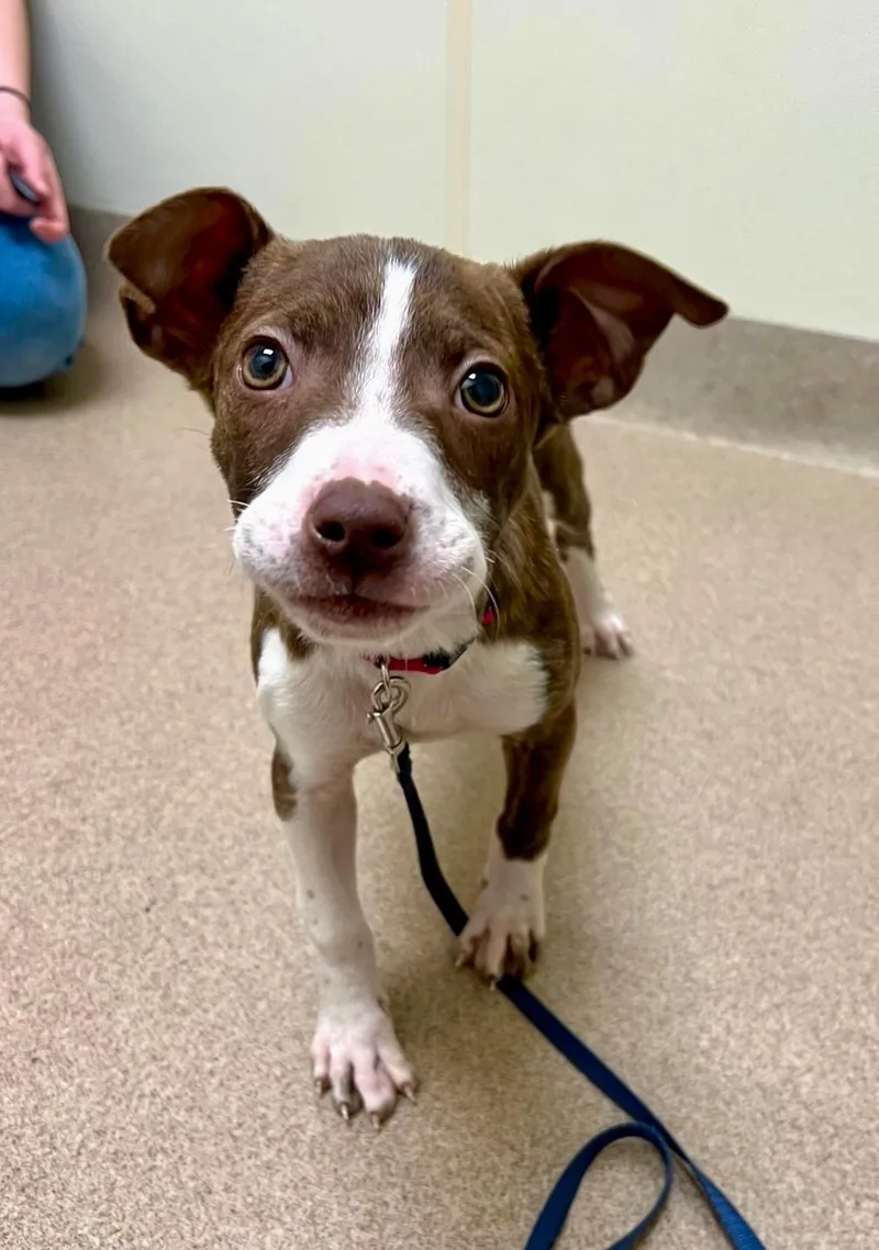 Caribou  Super Loving