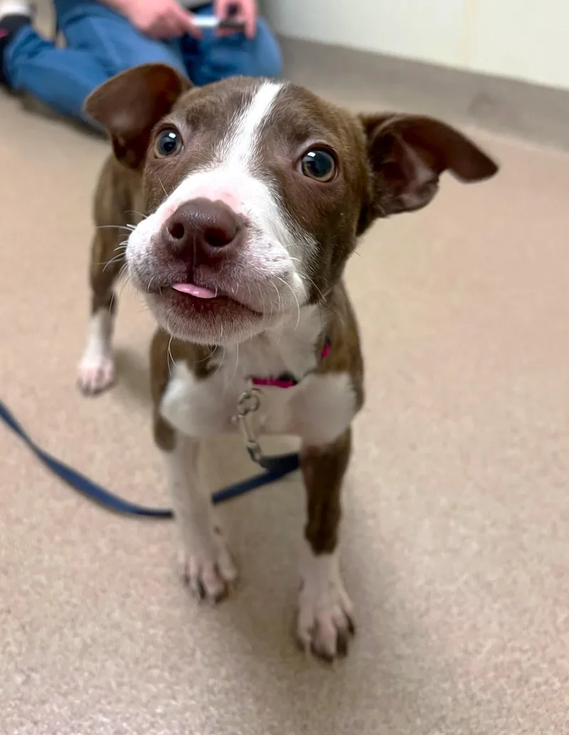 Caribou  Super Loving thumbnail 2