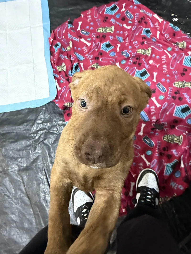 Cinnamon thumbnail 2