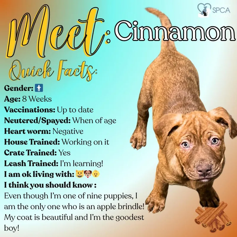 Cinnamon