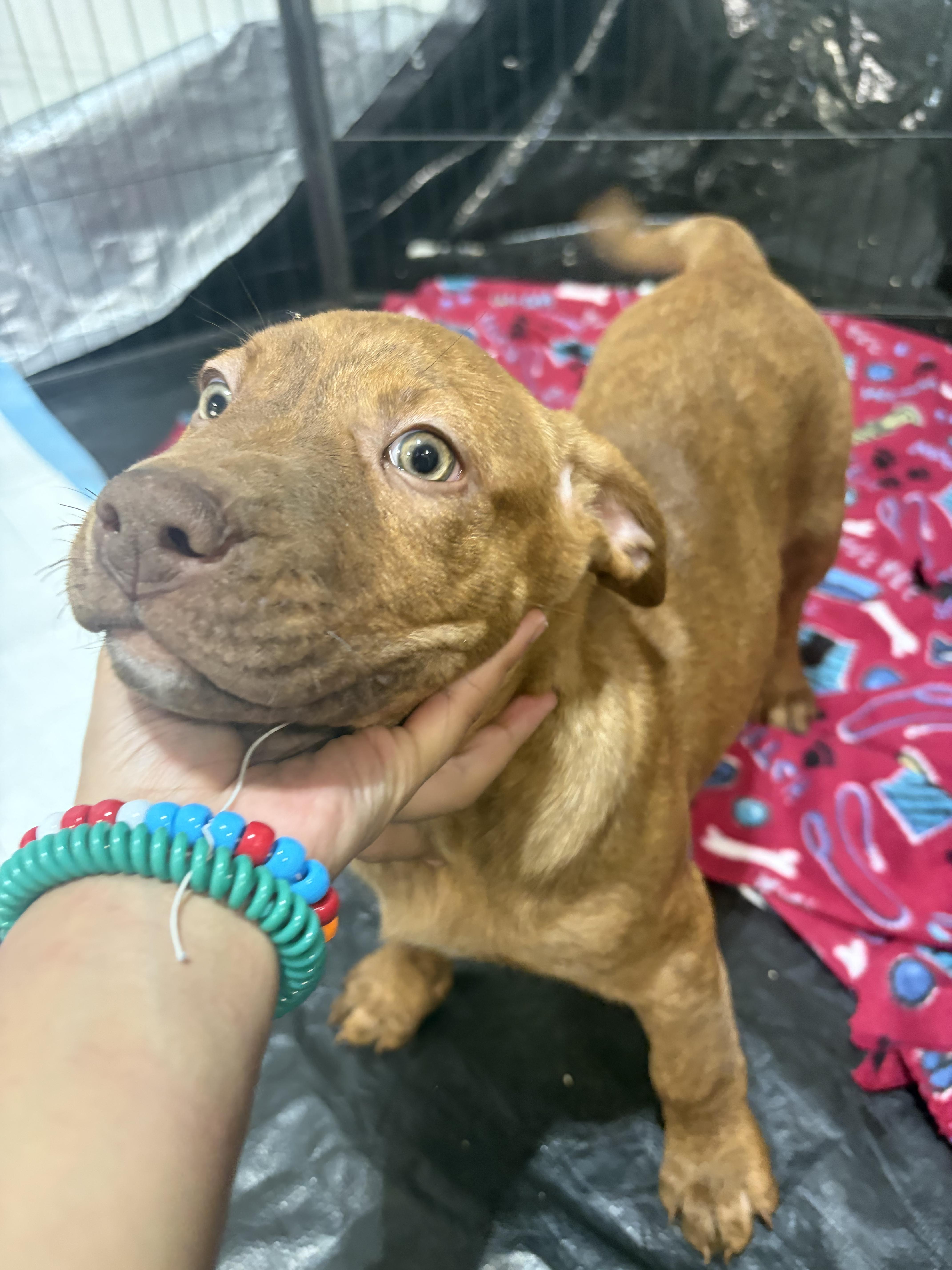 Cinnamon thumbnail 4