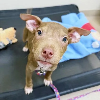 Koa  The Most thumbnail 3