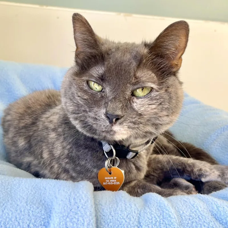 Strawberry Shortcake