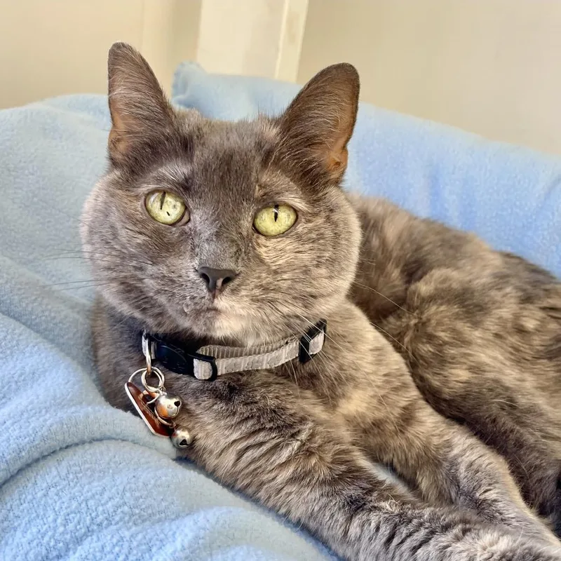 Strawberry Shortcake thumbnail 2