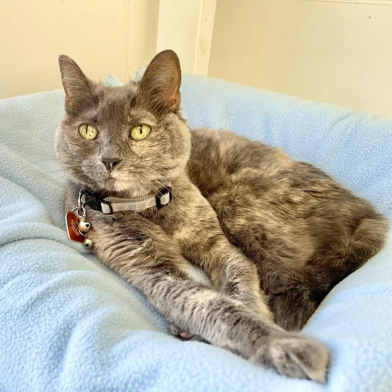 Strawberry Shortcake thumbnail 3