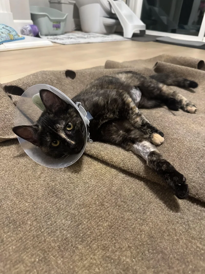 Teriyaki Chicken thumbnail 2