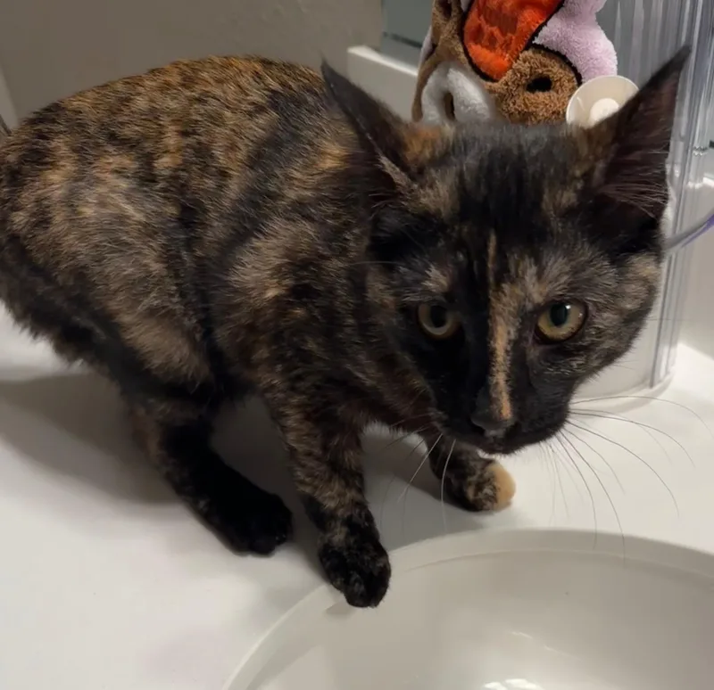 Teriyaki Chicken thumbnail 3