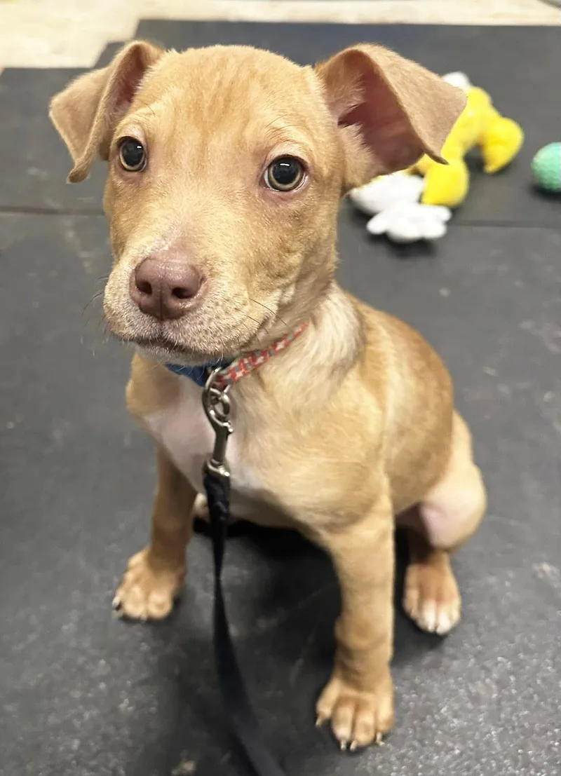 Bits  Friendly Little thumbnail 5