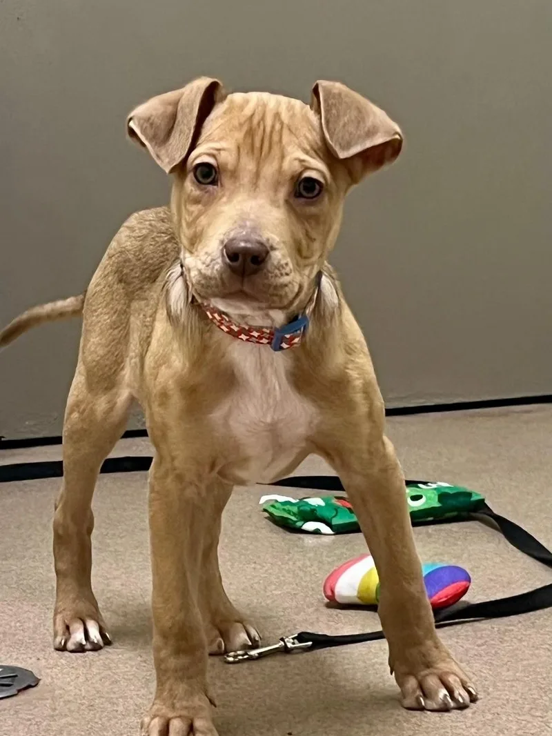 Bits  Friendly Little thumbnail 6