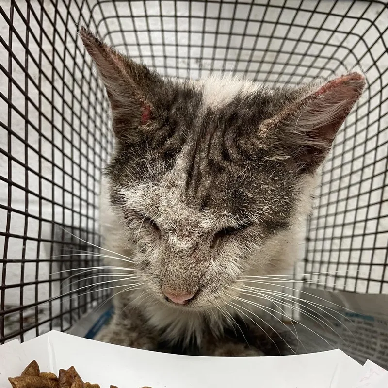 Flanders thumbnail 2