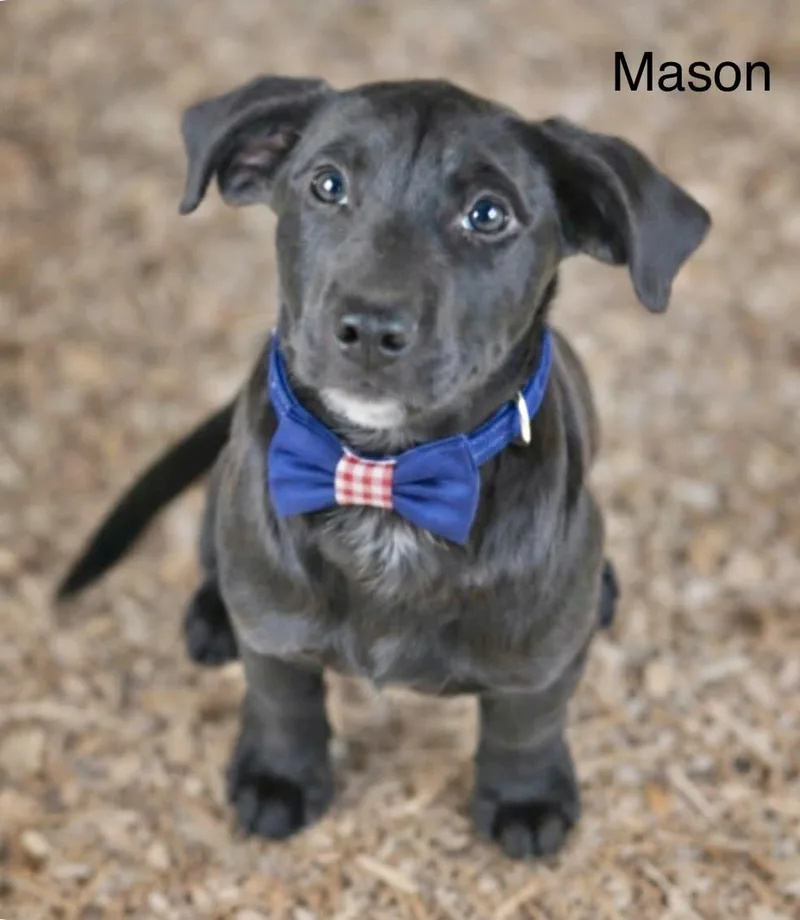 Mason