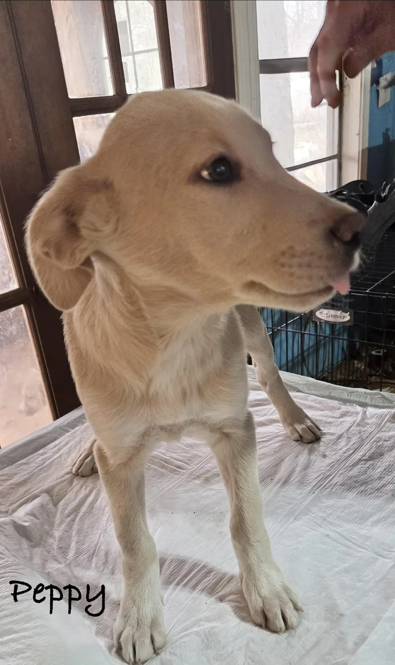 Peppy