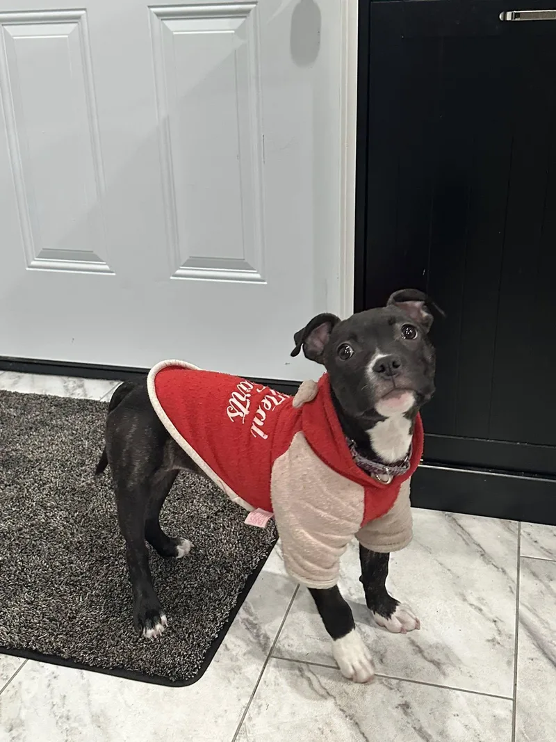 Judy Hopps thumbnail 2