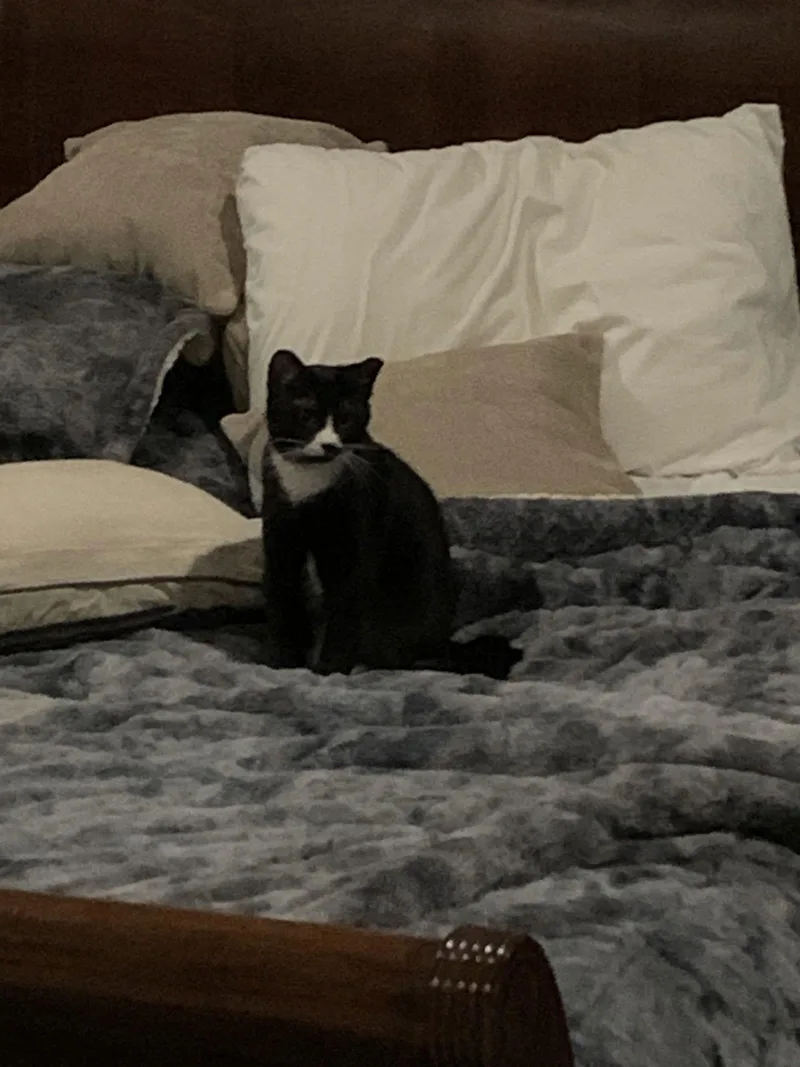 Courtesy List:  Maisie thumbnail 3