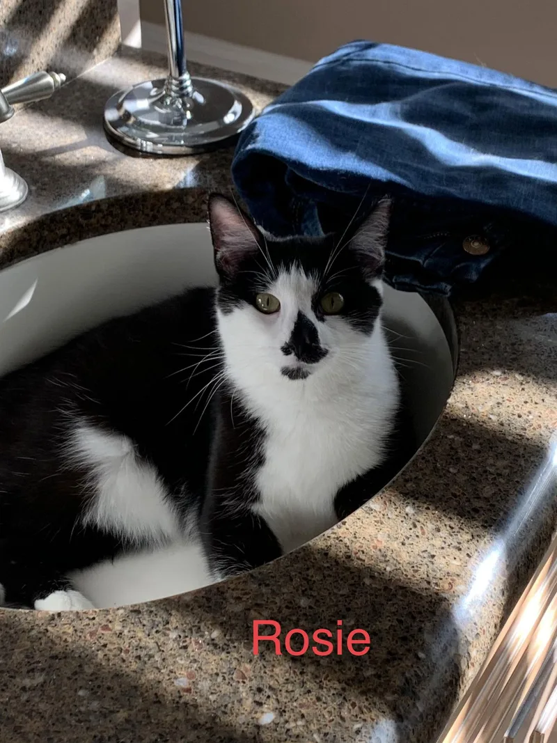 Courtesy List: Rosie