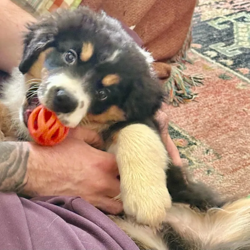 Darling Draco thumbnail 2