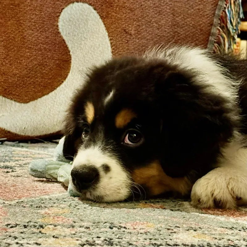 Darling Draco thumbnail 3