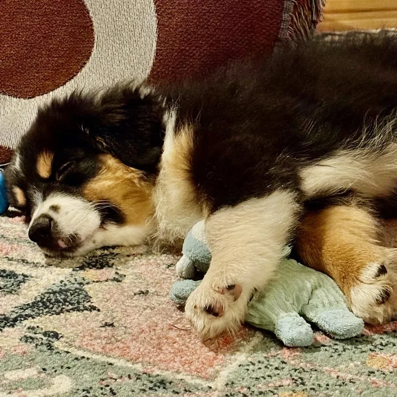 Darling Draco thumbnail 4