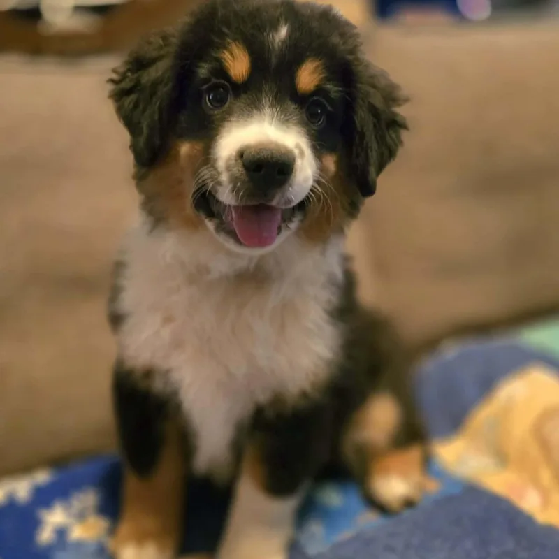 Darling Draco thumbnail 5