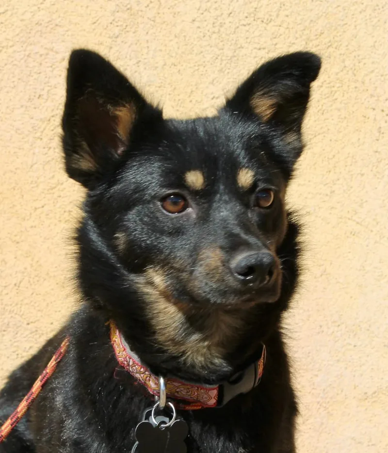 An adult small-sized female Bicolor Mixed Breed dog named Taz for adoption in Albuquerque, NM