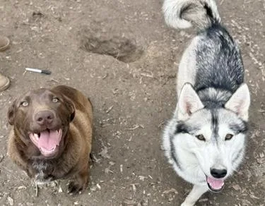 Primrose thumbnail 2