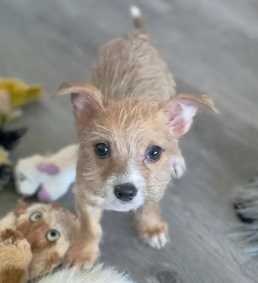 Mr. Wigglesworth thumbnail 2