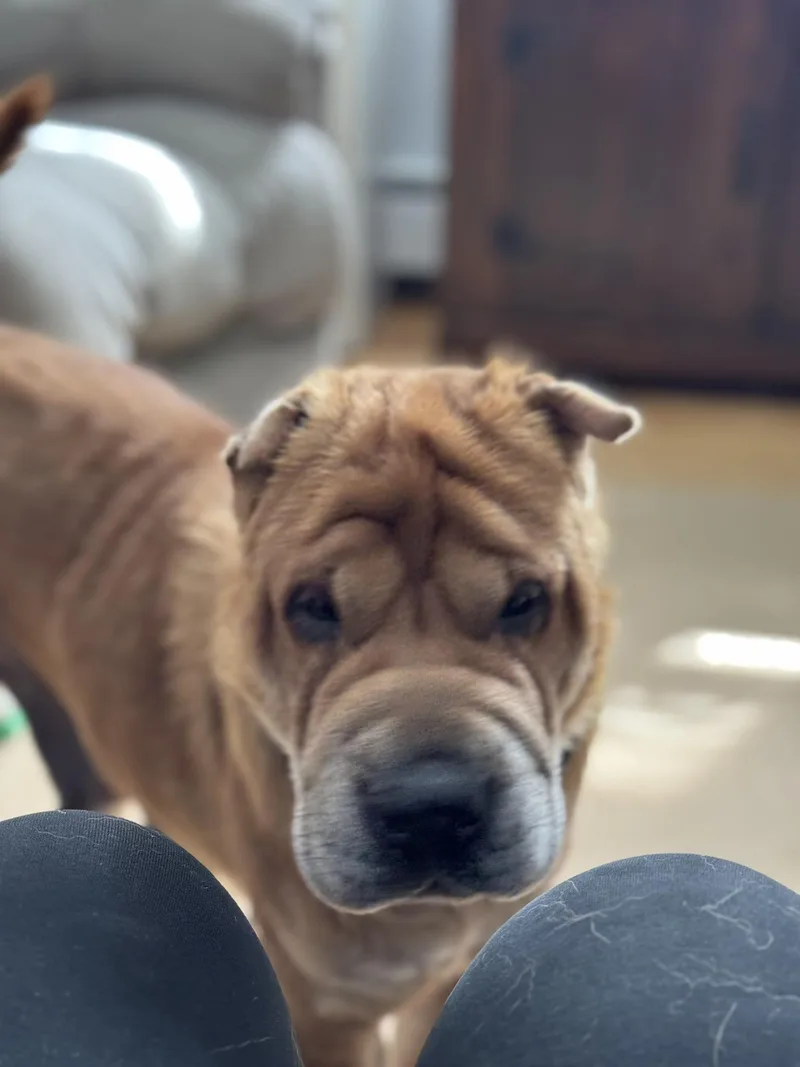 Charlotte thumbnail 4