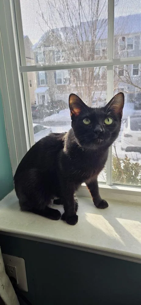 Belladonna thumbnail 2