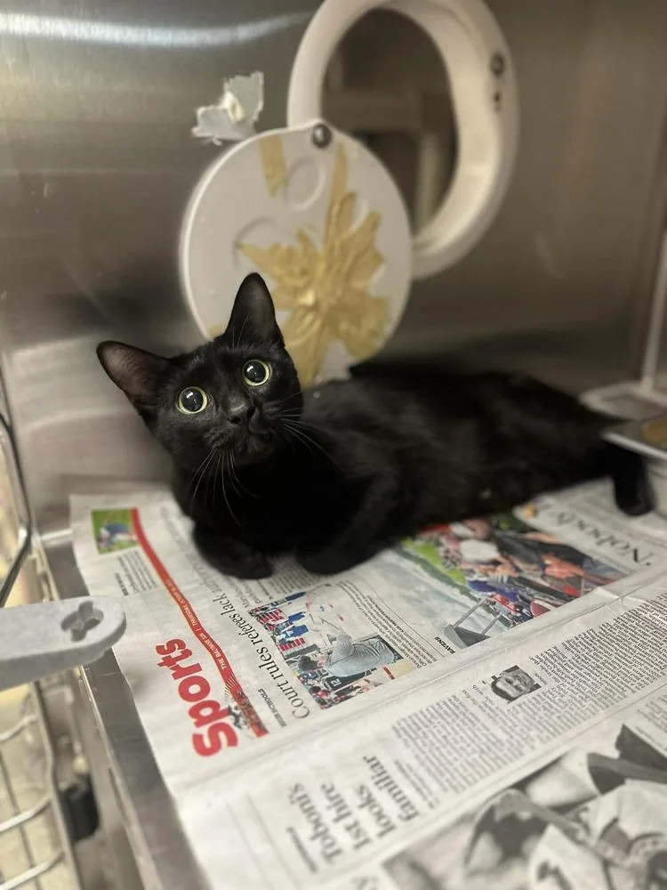 Belladonna thumbnail 3