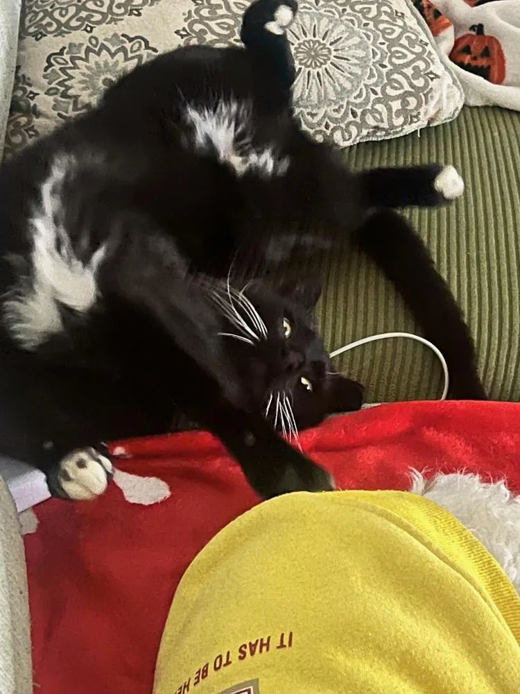 Butternut thumbnail 2